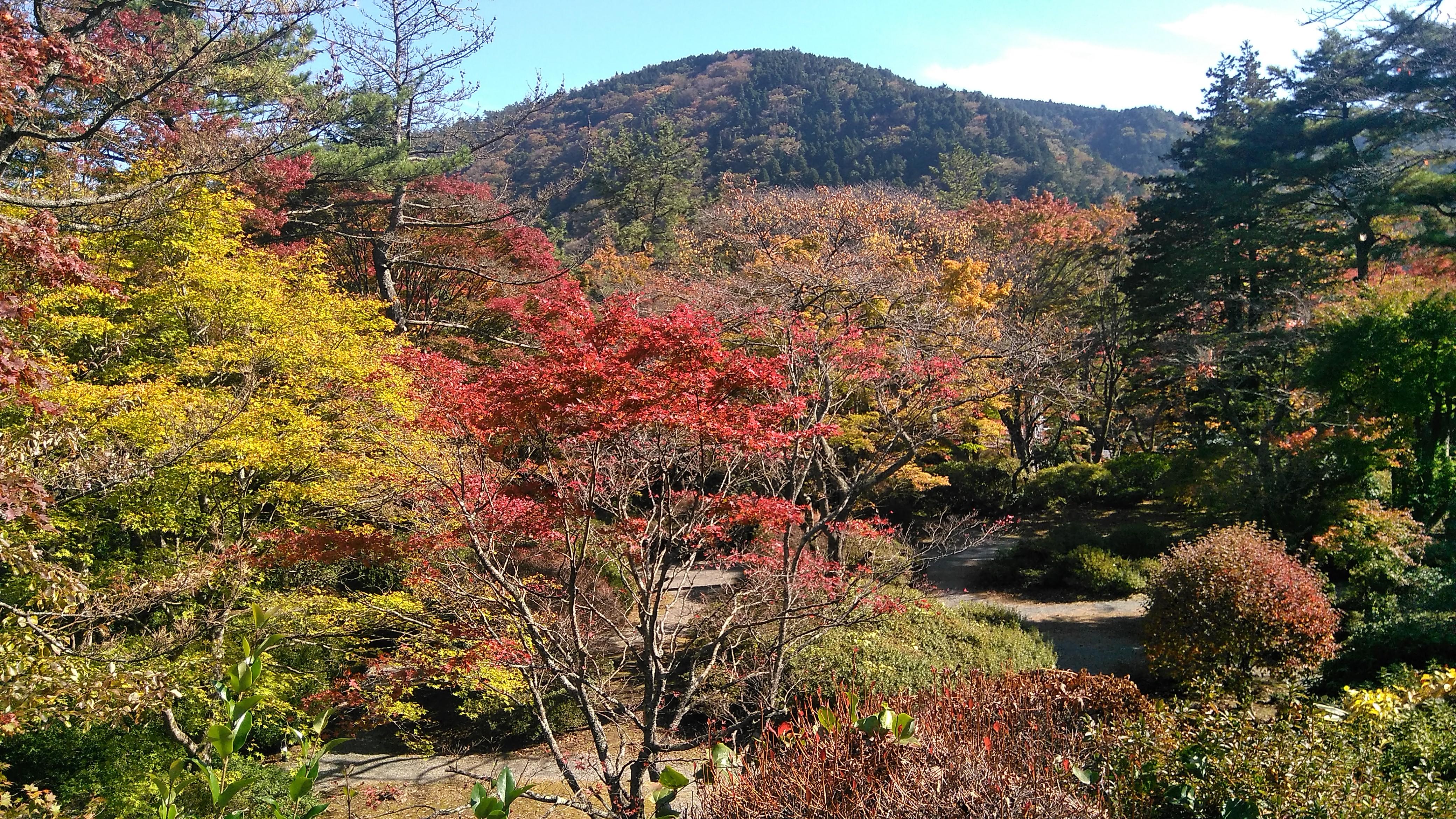 紅葉が見頃です スタッフブログ 公式 箱根温泉 箱根旅行なら箱根小涌園ユネッサン